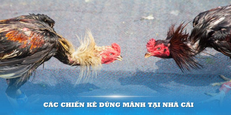 Các chiến kê dũng mãnh tại nhà cái