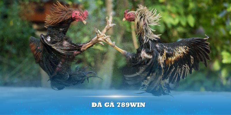 Đá Gà 789win – Thực Hiện Giấc Mơ Phú Quý Nhờ Các Chiến Kê